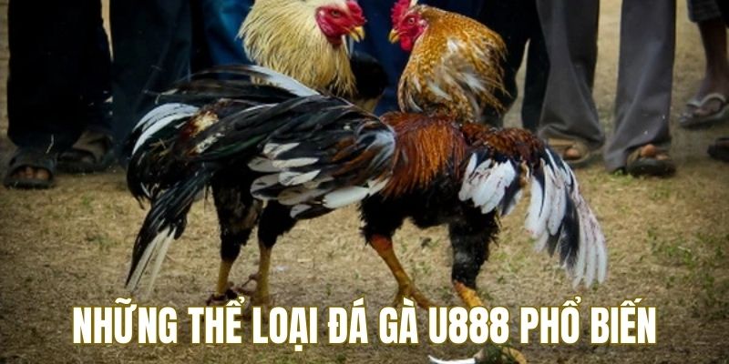 4 thể loại đá gà U888 nổi bật nhất