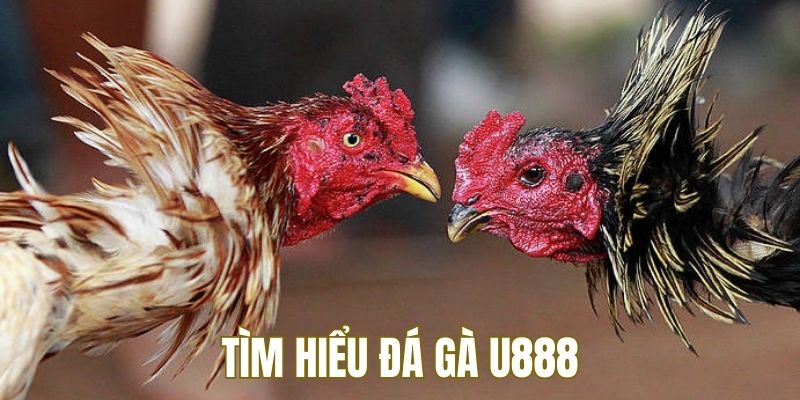 Tìm hiểu về sân chơi đá gà tại U888